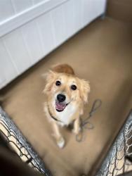Shelter Stray Male Dog last seen E ST AND 4TH, Chula Vista, CA 91911