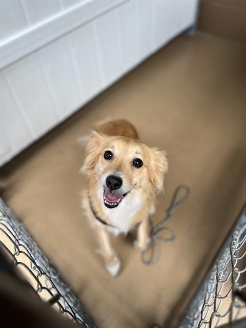 Shelter Stray Male Dog last seen E ST AND 4TH, Chula Vista, CA 91911