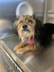 Shelter Stray Female Dog last seen E ST AND 4TH, Chula Vista, CA 91911