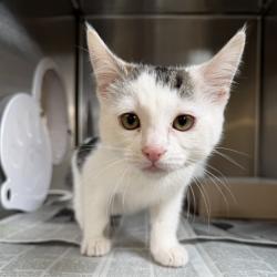 Shelter Stray Female Cat last seen , Lake Los Angeles, CA 93550
