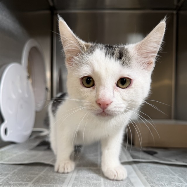 Shelter Stray Female Cat last seen , Lake Los Angeles, CA 93550