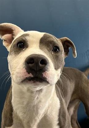 Shelter Stray Male Dog last seen Near BLOCK E WASHINGTON AVE, FRESNO CA 93702 2247, Fresno, CA 93727