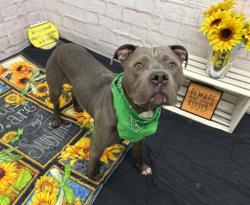 Shelter Stray Male Dog last seen Near BLOCK WESTWOOD ST, DETROIT, MI 48223, Detroit, MI 48211