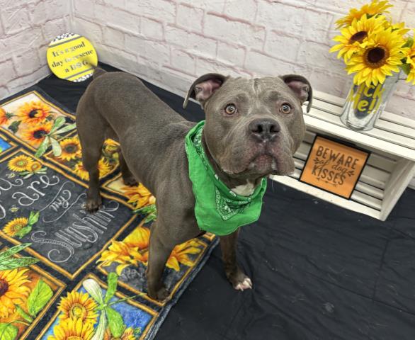 Shelter Stray Male Dog last seen Near BLOCK WESTWOOD ST, DETROIT, MI 48223, Detroit, MI 48211