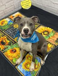 Shelter Stray Male Dog last seen Near BLOCK RADNOR ST, DETROIT, MI 48224, Detroit, MI 48211