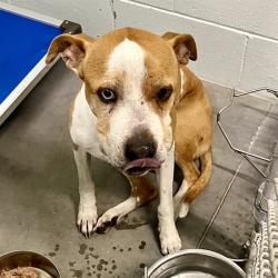 Shelter Stray Female Dog last seen CR 33/BAPTIST ISLAND RD, GROVELAND, Deer Island, FL 32778