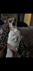 Lost Male Dog last seen 28th and Jefferson st , Nashville, TN 37208