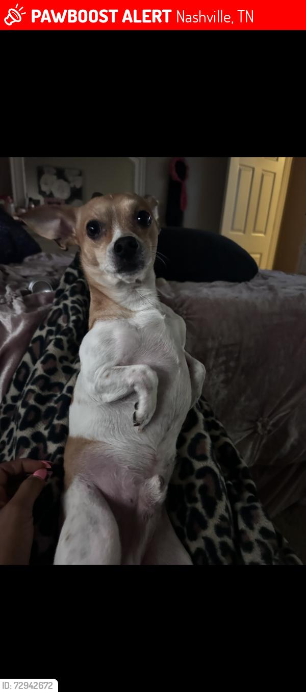 Lost Male Dog last seen 28th and Jefferson st , Nashville, TN 37208