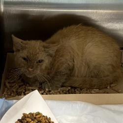 Shelter Stray Unknown Cat last seen S EUSTIS ST, EUSTIS, Deer Island, FL 32778