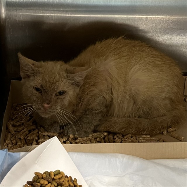 Shelter Stray Unknown Cat last seen S EUSTIS ST, EUSTIS, 12280 County Rd 448, Tavares, FL 32778, USA
