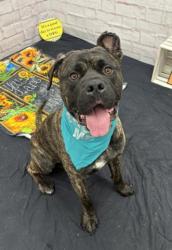Shelter Stray Male Dog last seen Near BLOCK MENDOTA ST, DETROIT, MI 48204, Detroit, MI 48211