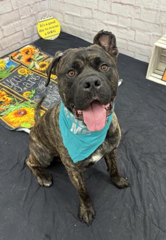 Shelter Stray Male Dog last seen Near BLOCK MENDOTA ST, DETROIT, MI 48204, Detroit, MI 48211