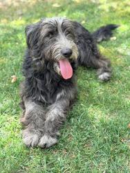 Shelter Stray Female Dog last seen Near BLOCK IOWA ST, RIVERSIDE, CA, Jurupa Valley, CA 92509