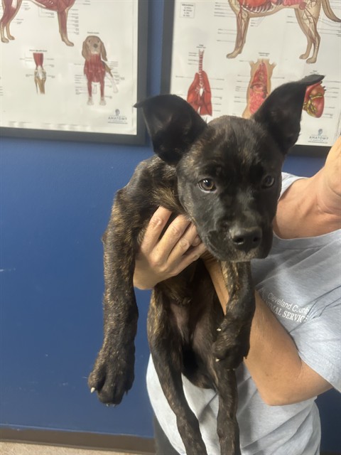 Shelter Stray Female Dog last seen CARPENTERS HOLY RD, LAWNDALE, Shelby, NC 28150
