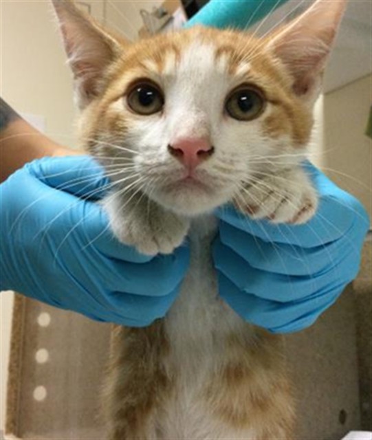 Shelter Stray Male Cat last seen Near BLOCK DERBY DR, JURUPA VALLEY CA, Jurupa Valley, CA 92509