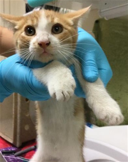 Shelter Stray Male Cat last seen Near BLOCK DERBY DR, JURUPA VALLEY CA, Jurupa Valley, CA 92509