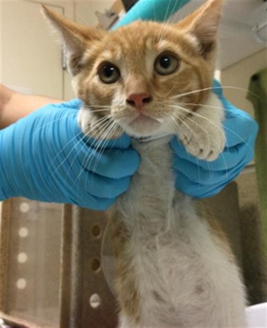 Shelter Stray Male Cat last seen Near BLOCK DERBY DR, JURUPA VALLEY CA, Jurupa Valley, CA 92509