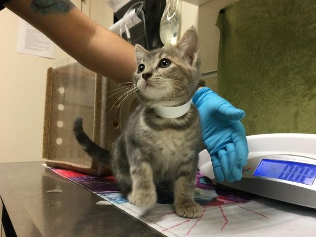 Shelter Stray Female Cat last seen Near BLOCK DERBY DR, JURUPA VALLEY CA, Jurupa Valley, CA 92509