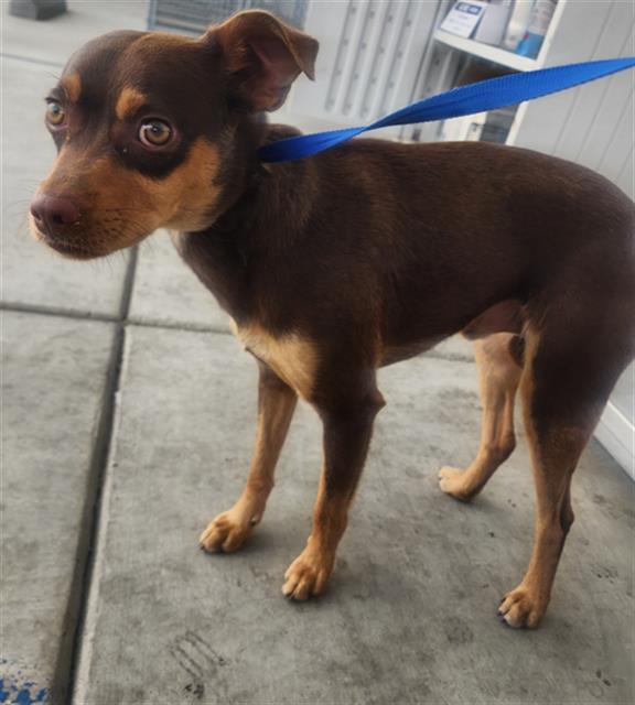 Shelter Stray Male Dog last seen Near BLOCK PIONEER DR, BAKERSFIELD CA 93306, Bakersfield, CA 93308