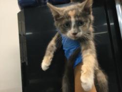 Shelter Stray Female Cat last seen Near BLOCK ODLUM DR, INDIO CA 92201, Thousand Palms, CA 92276