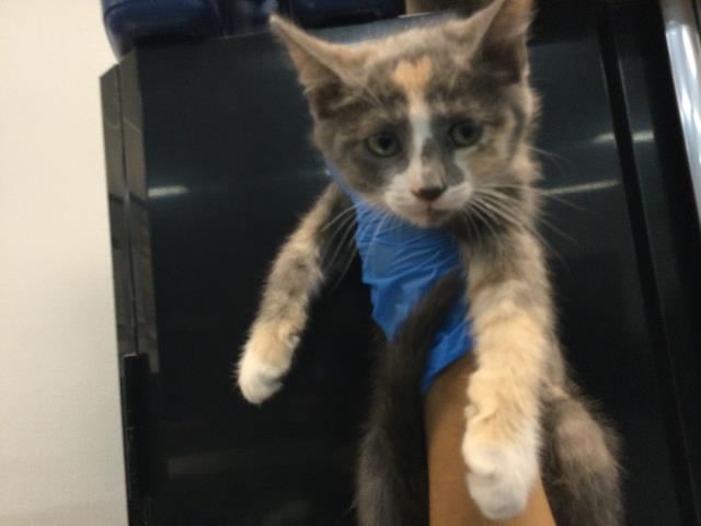 Shelter Stray Female Cat last seen Near BLOCK ODLUM DR, INDIO CA 92201, Thousand Palms, CA 92276