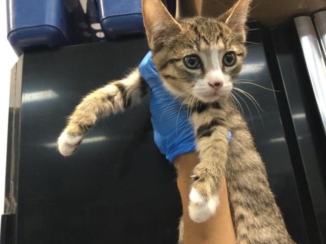 Shelter Stray Female Cat last seen Near BLOCK ODLUM DR, INDIO CA 92201, Thousand Palms, CA 92276