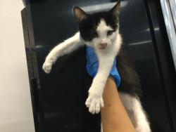 Shelter Stray Male Cat last seen Near BLOCK ODLUM DR, INDIO CA 92201, Thousand Palms, CA 92276