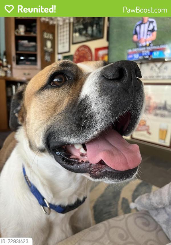 Reunited Male Dog last seen Near Forest Street, Grapevine, TX 76051