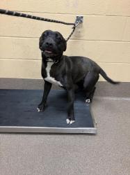 Shelter Stray Female Dog last seen Near BLOCK N ANNA ST, WICHITA KS 67212, Wichita, KS 67219