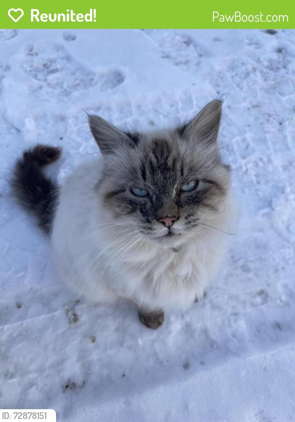 Reunited Male Cat last seen 11th Ave SW and 60th St SW, Rochester, MN 55902