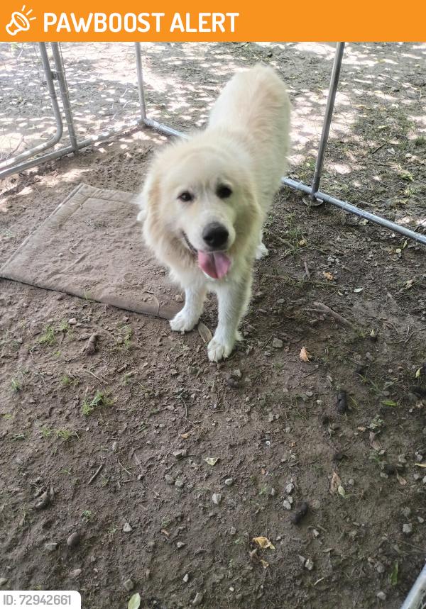 Found/Stray Female Dog last seen Found at the power plant just before Southern Highschool Rd., Alamance County, NC 27253
