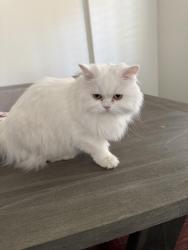 Lost Female Cat last seen Park Drive/ Hillcrest/Crest Drive, Rocklin, CA 95765