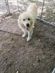 Found/Stray Female Dog last seen Found at the power plant just before Southern Highschool Rd., Alamance County, NC 27253