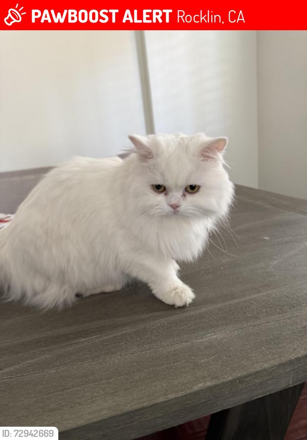 Lost Female Cat last seen Park Drive/ Hillcrest/Crest Drive, Rocklin, CA 95765