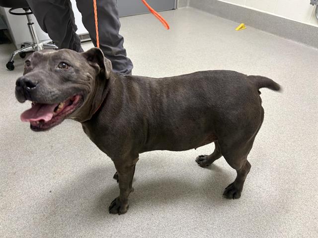 Shelter Stray Female Dog last seen DOUGLAS& BARTON, Auburn, CA 95603