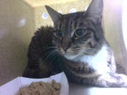 Shelter Stray Male Cat last seen Near BLOCK LAKEFAIR DR, TALLAHASSEE FL 32317, Tallahassee, FL 32311