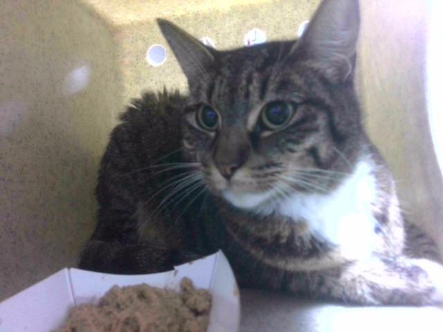 Shelter Stray Male Cat last seen Near BLOCK LAKEFAIR DR, TALLAHASSEE FL 32317, Tallahassee, FL 32311