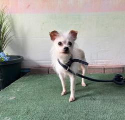 Shelter Stray Female Dog last seen , Irwindale, CA 91706