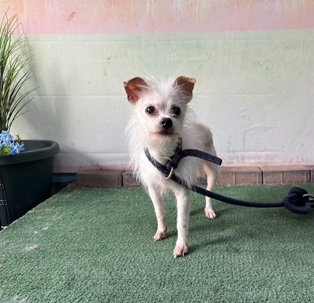 Shelter Stray Female Dog last seen , Irwindale, CA 91706