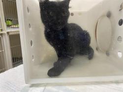 Shelter Stray Female Cat last seen Near BLOCK N 58TH ST - TRAP, Milwaukee, WI 53215