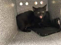 Shelter Stray Female Cat last seen Near BLOCK N 58TH ST - TRAP, Milwaukee, WI 53215