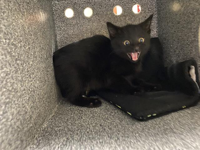 Shelter Stray Female Cat last seen Near BLOCK N 58TH ST - TRAP, Milwaukee, WI 53215