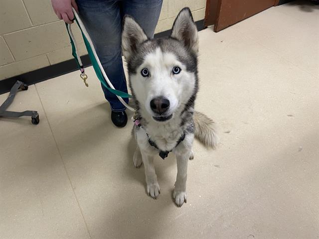 Shelter Stray Male Dog last seen , Milwaukee, WI 53215