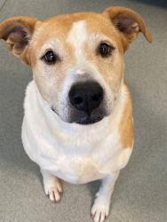 Shelter Stray Female Dog last seen Near BLOCK GAINEY RD, FAYETTEVILLE NC 28306, Fayetteville, NC 28306