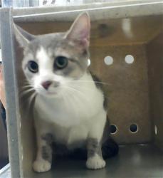 Shelter Stray Female Cat last seen Near N LUCAS DR, FORT LIBERTY NC 28307, Fayetteville, NC 28306