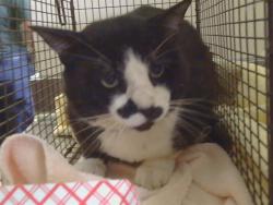 Shelter Stray Male Cat last seen DALY WAY/ANTELOPE RD, 95608, Sacramento, CA 95827