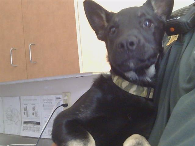 Shelter Stray Male Dog last seen BOULDER CREEK WAY/ELVERTA RD, 95843, Sacramento, CA 95827