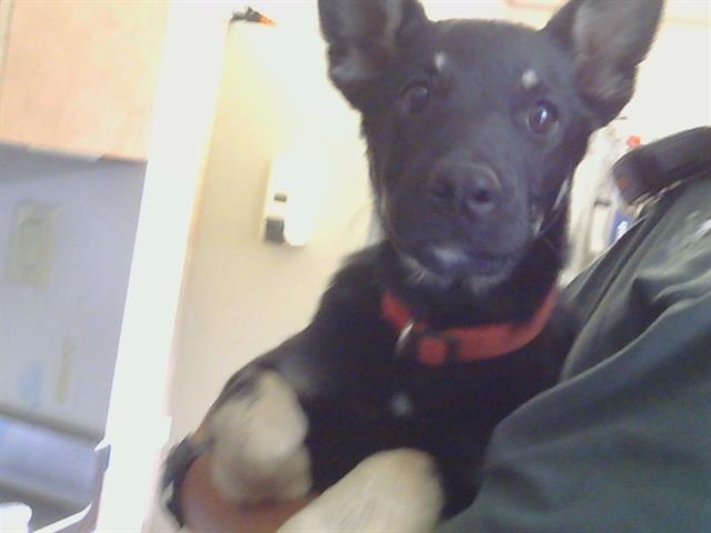 Shelter Stray Male Dog last seen BOULDER CREEK WAY/ELVERTA RD, 95843, Sacramento, CA 95827