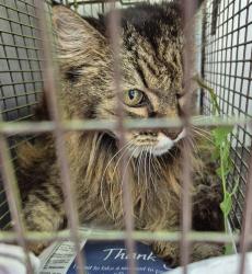 Shelter Stray Female Cat last seen BURNING GLADE, San Antonio, TX 78227
