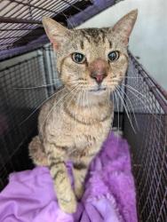 Shelter Stray Male Cat last seen Near BLOCK HAGGIN ST, San Antonio, TX 78227